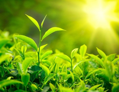 【经济日报】湖北恩施：有机种植得推广 一红一绿成“网红”