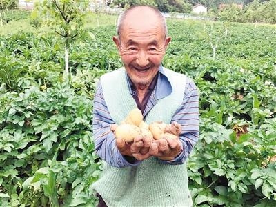 帮扶群众动真情 恩施市教育局帮农户卖出滞销土豆2.5万公斤