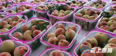建始：苹果桃首次触网成绩喜人 线上线下皆大欢喜