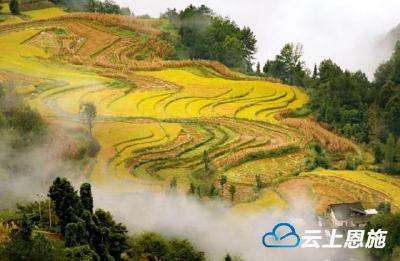 利川:梯田美景 谷仓满满 惊艳了整个秋天