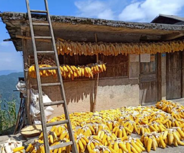 鹤峰：邬阳关上喜丰收