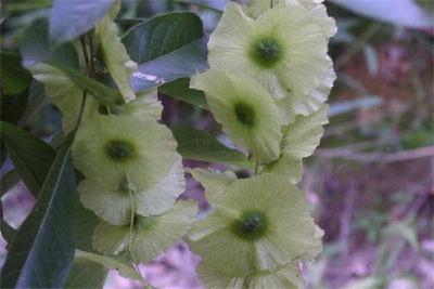 富硒青钱柳国际学术研讨会献计恩施 推动硒食品和生物医药产业发展 