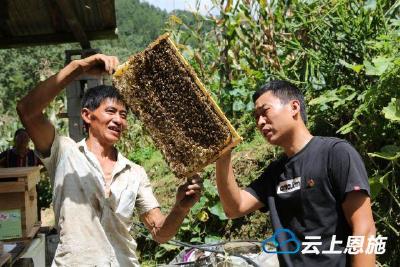 鹤峰县三岔口村：甜蜜产业酿出“甜蜜生活”