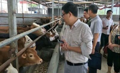 州政协农业无党派界别组织委员调研畜牧业发展情况