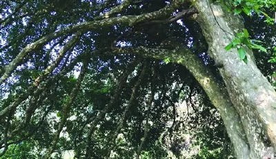 利川惊现300年“老鹰茶树王”，曾为唐朝贡茶，极其珍贵！