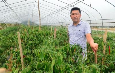 精准扶贫群英谱 | 田远红：拄着双拐种出“良心菜”