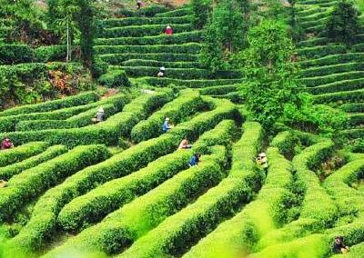 耕耘40年　巴东茶叶到茶业蝶变的绿色注脚