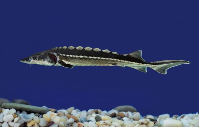 全世界首次！长江鲟子三代苗种首次繁育成功