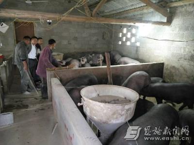 市场低迷 巴东县3000余头黑猪愁销路