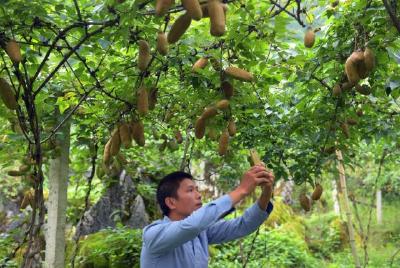 宣恩：石漠化耕地种上绿色“八月瓜”