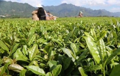 秋茶飘香 鹤峰茶农采摘忙增收