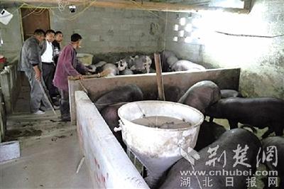 紧急求助！恩施一合作社3000余头黑猪愁销路，现已亏损几十万