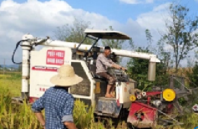 利川汪营农民抢晴收稻