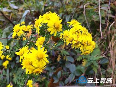 鹤峰五里：陌上菊开 只等你来