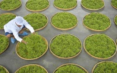 央企助力来凤打造藤茶第一县