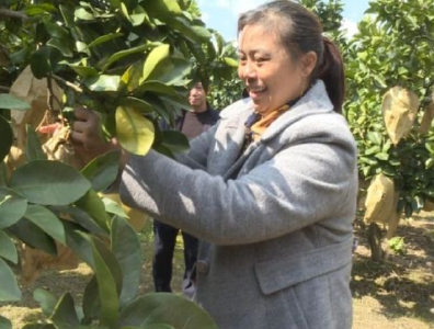 宣恩：白柚成熟上市 游客体验采摘乐趣多
