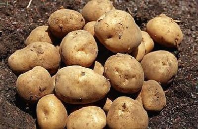恩施市荣获“全国十大马铃薯主食化示范基地县”称号