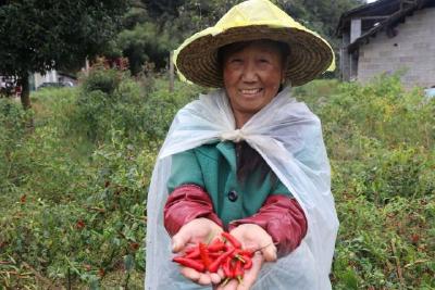 鹤峰燕子镇：红辣椒红火了村民生活