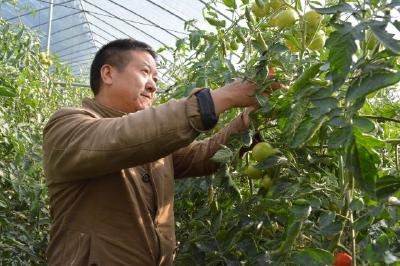番茄“映红”致富路 巴东响洞坪村产业脱贫动力足