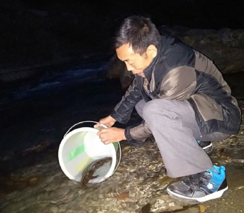 宣恩：兴隆河又现野生娃娃鱼
