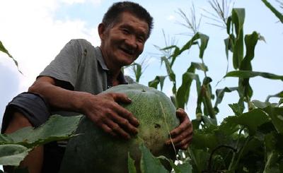 建始县万余贫困户喜卖“扶贫瓜菜”托起农民致富梦
