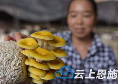 宣恩：金黄小蘑菇撑起“致富伞”