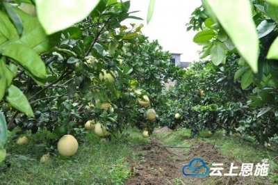 恩施州第一家国家级有机产品认证示范区通过验收