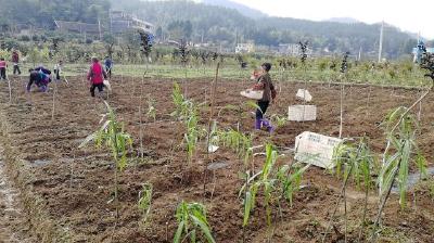 咸丰：“老虎姜”助农增收