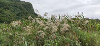 心向芦苇，宁静致远