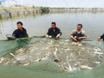 国务院办公厅发文加强长江水生生物保护 到2020年长江流域重点水域实现常年禁捕