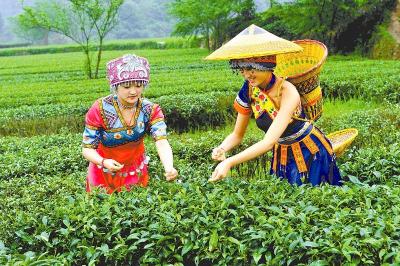 推合渣，制作土家罐罐茶 山东孩子体验恩施别样土家文化