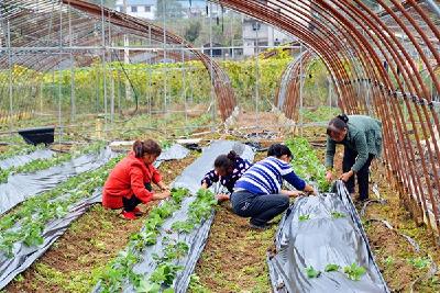 巴东：美了村庄富了农家 草莓园助增收筑梦小康