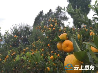 行“认购”模式 走“电商”之路 巴东东瀼口柑橘“有价有市
