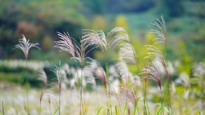 鹤峰五里:那一片淡香的芦苇花