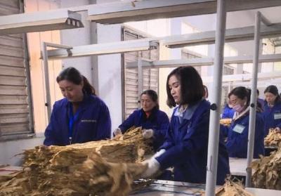 鹤峰县烟叶收购工作已接近尾声