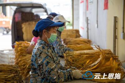 鹤峰县烟叶收购进度全州领先