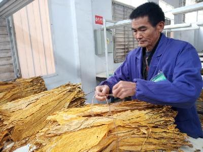 鹤峰中营：烟叶收购忙 烟农笑开怀