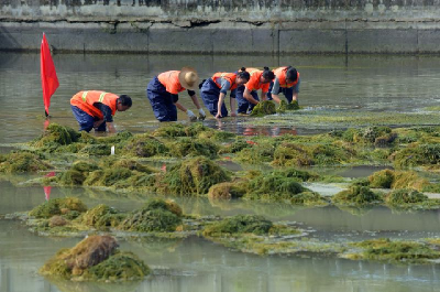 宣恩：清理河道水草 美化城市环境