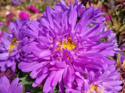 鹤峰：唐家铺 秋日应对菊花丛
