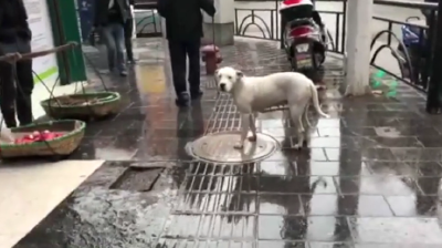 宣恩：猛犬在闹市区悠闲“漫步” 市民心慌慌