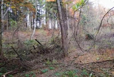 巴东：野三关森林花海周围传来“轰隆隆”的油锯声……