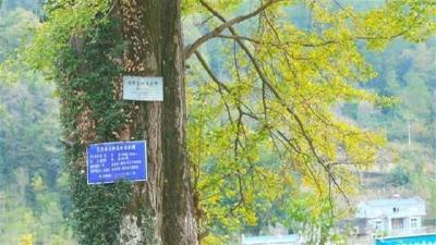 全国仅十地！一棵树让恩施这个山区小镇火了