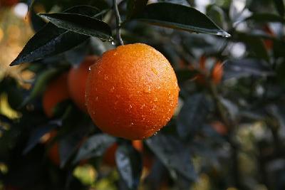 巴东：橘漫峡江惹人醉