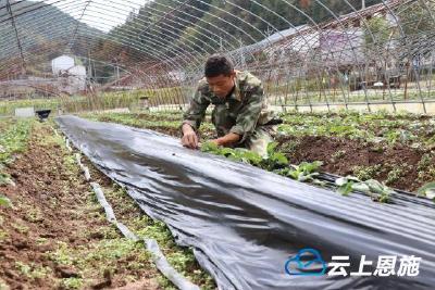 朱雄：小草莓叩开脱贫致富门（图）