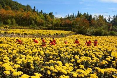 巴东：“摇钱菊”开满山 铺就致富金色路