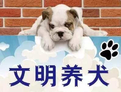 做个合格铲屎官！鹤峰发放《文明养犬倡议书》