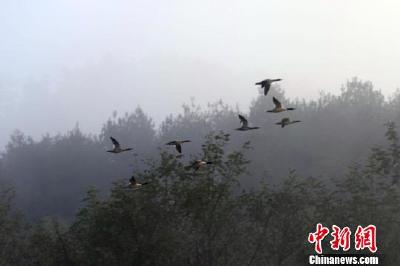成群中华秋沙鸭现身湖北远安沮河国家湿地公园