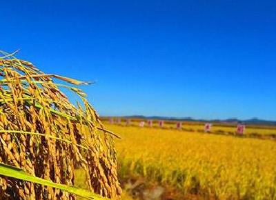 湖北:杜绝“娘家婆家两头空”情况发生 妇女同等享有农村集体资产