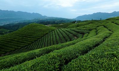 杭州茶产业扶持巴东 富硒抹茶带动农民致富