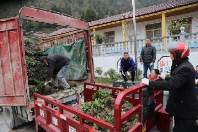 鹤峰：冬农开发火热 无性系茶苗基地将突破万亩